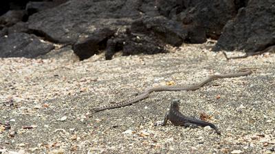 Marine Iguana and racer snakes